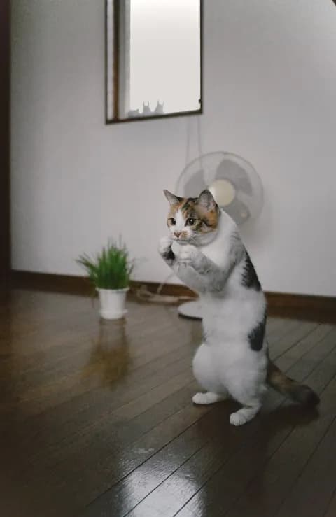 【画像】スーパーサイヤ猫　見つかる