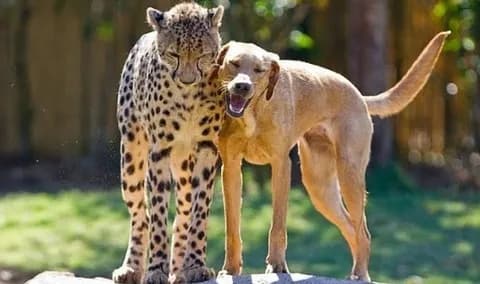 【画像】イッヌとチーター、友情を育んでしまうｗｗ