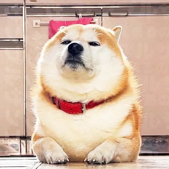 【画像】柴犬らんまるチャンネル、収益化停止ｗｗｗｗｗｗｗｗｗｗｗｗｗｗｗｗ