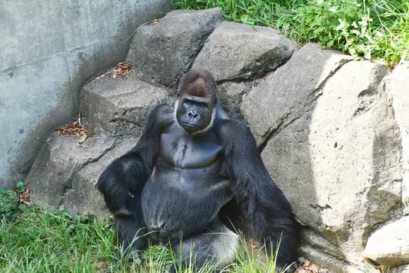 【疑問】ゴリラ「筋トレしません、草しか食べません、食事制限しません」←こいつらがムキムキな理由ｗｗｗｗ