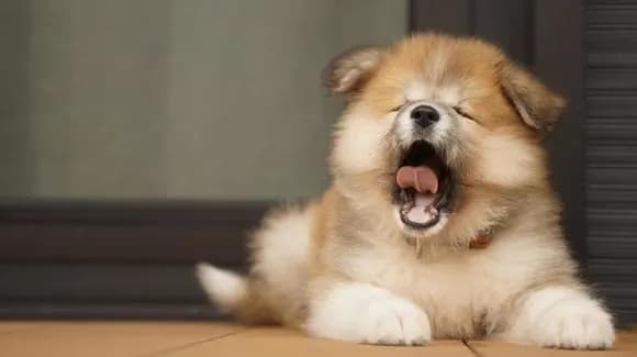 【疑問】ペット亡くした人って次また飼うん？ｗｗｗｗｗｗｗｗｗｗｗｗｗｗｗｗ