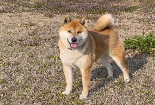 イッヌは人類の友達(平均寿命12年～15年)←コイツが改良させられない理由