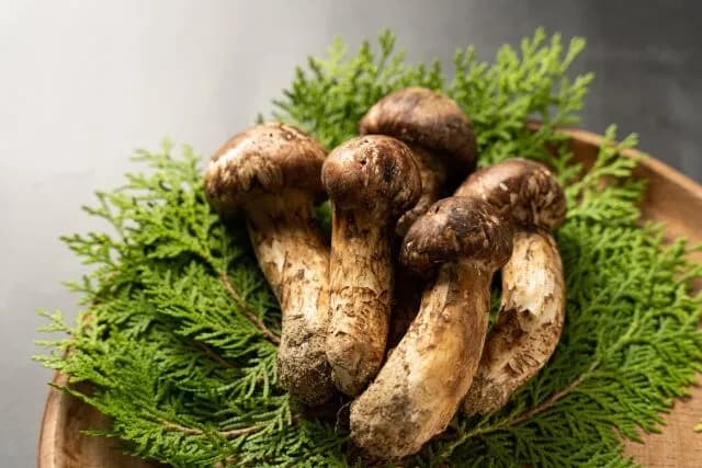 正直マツタケよりうまいキノコあるよな