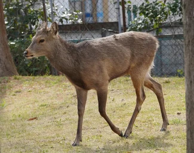 大阪市内にシカ1頭現れる　公園で草食べる　市「見守るしか」