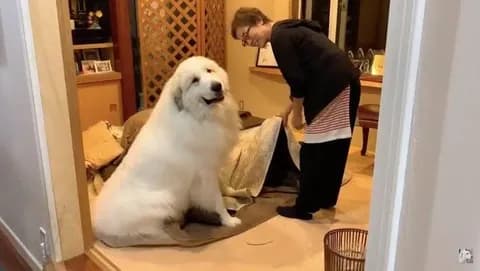 【画像】イッヌこたつでホカホカで草