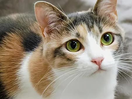 【朗報】猫、ペットの中でコスパいいｗｗｗｗｗｗｗｗｗｗｗｗ