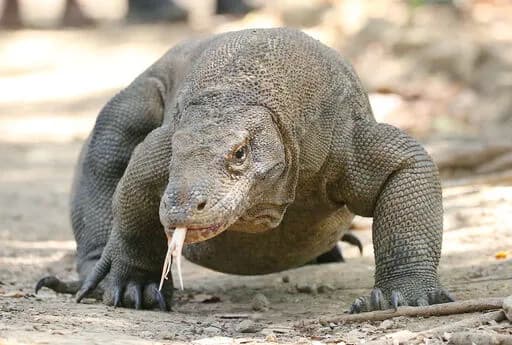 【朗報】日本政府「コモドドラゴンはパンダに匹敵する人気がある」