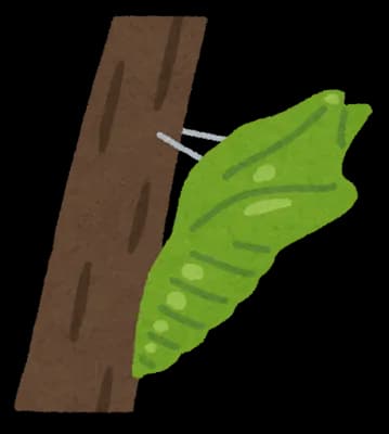 進化論ってサナギから蝶に変わる虫とかはどう説明してるの？