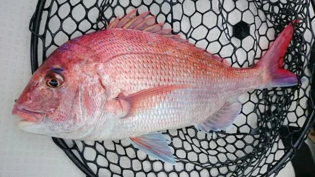 お前らが釣ったなかで、一番大物の魚ってなに？