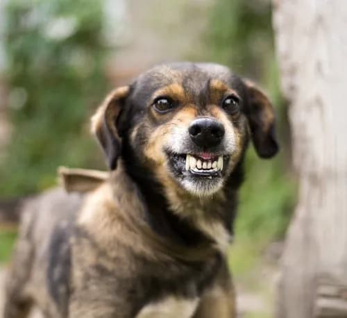 【動画】凶暴犬さん、躾のプロにガチで理解らせられてしまうｗｗｗｗｗｗｗｗｗｗ