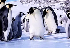【画像】いじめ、ペンギン界にもあった