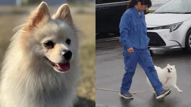 ポメラニアン警察犬、爆誕🐶ｗｗｗｗｗｗｗｗ