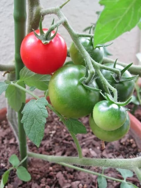 なぜ家庭菜園でトマトを育てたがるのか