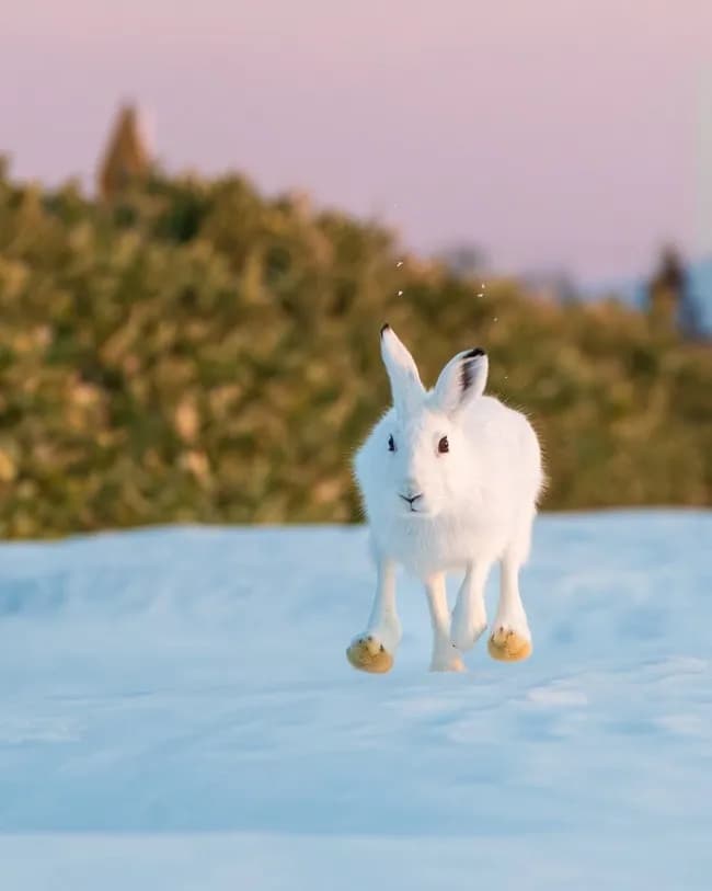 【画像】北海道のうさぎちゃんの足の裏、お前らの想像の10倍くらいデカいwwwwww