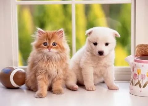 ハムスターと犬の中間くらいのペットおらんか