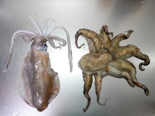 【悲報】イカさんとタコさん、同格ヅラしてるけどガチで格差がヤバすぎるｗｗｗｗｗｗｗｗｗｗ