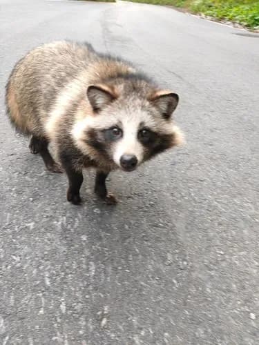 【朗報】タヌキさん、ガチで可愛いｗｗｗｗｗｗｗｗｗｗ