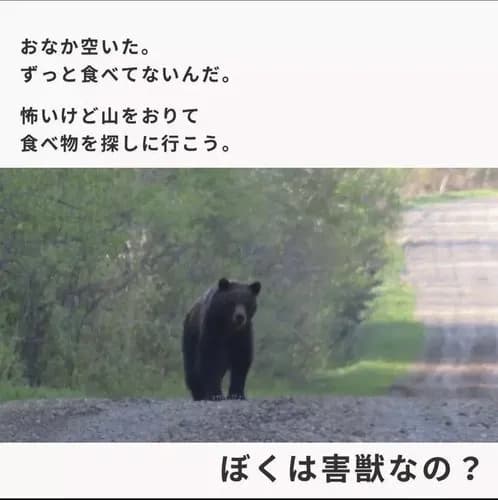 【悲報】クマさん、ついに都民を食べてしまう・・・・・・・・・