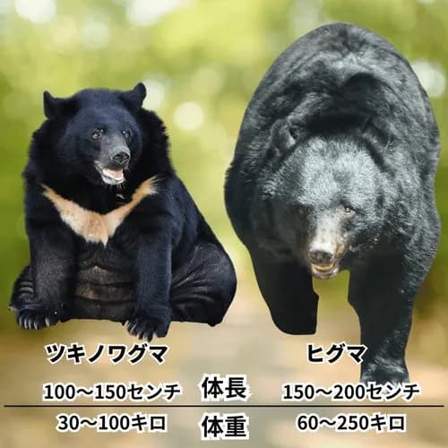 【戦慄】東京・奥多摩の山中で「上半身のない遺体」が見つかってしまう・・・・・・・・・