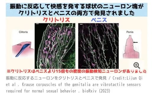 【悲報】クリトリスさん、ペニスの15倍の快感ニューロンを搭載していたｗｗｗｗｗｗｗｗｗｗ