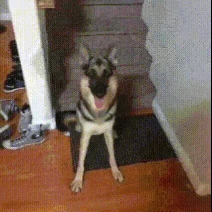 【ＧＩＦ】イッヌ「た、たすけてクレメンス……」