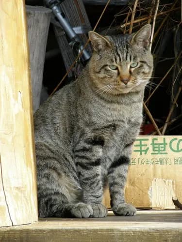 【困惑】野良猫さんへの餌やり、違反なのか？・・・・・・・・・