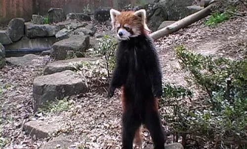 【速報】レッサーパンダの風太さん、20年前に流行ったあの子が遂に23歳になる・・・・・・・・・