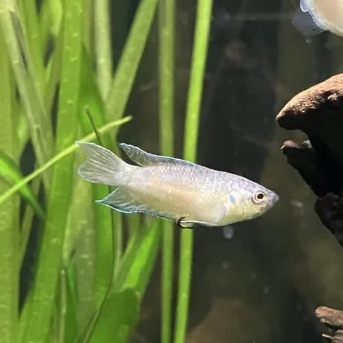 【困惑】淡水魚にくわしい人来て😭ｗｗｗｗｗｗｗｗｗｗ