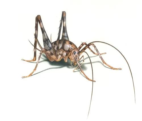 【悲報】カマドウマさん、何も悪さしないのに害虫扱いされる・・・・・・・・・