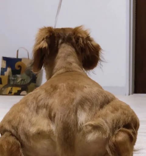 イッヌの面白画像あるか？