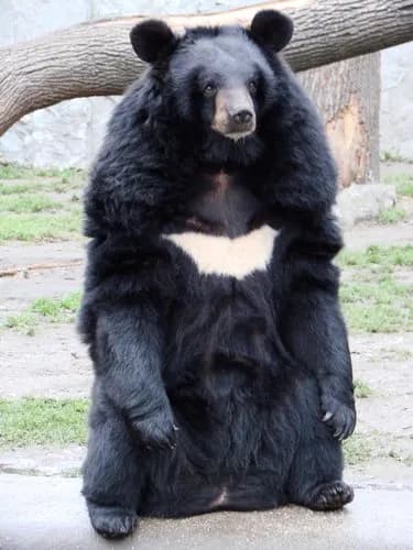 【衝撃】4人に怪我を負わせたクマさん、自らカギを開けて逃走ｗｗｗｗｗｗｗｗｗｗ