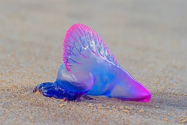 宇宙「いくら探しても生物いません」深海「ちょっと探せばおもしろ生物たくさんいます」