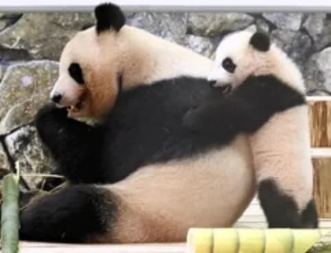 【悲報】和歌山のパンダ全4頭、中国返還へwwwwwwwww