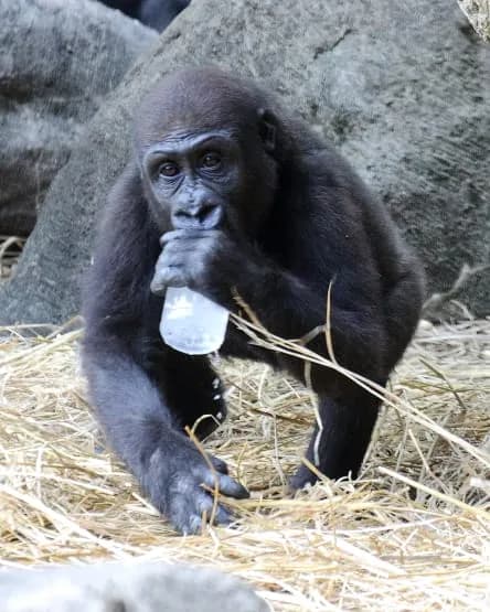【悲報】来年パンダ返還で日本のパンダ、0頭に・・・・・