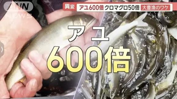 【朗報】アユ600倍、マグロ50倍の大豊漁!!関係者「豊漁すぎて困るレベル」wwwwwwwwwww
