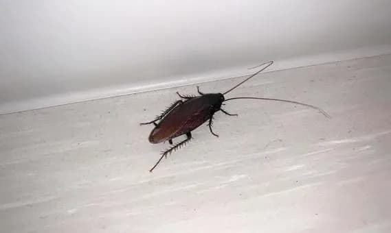 【悲報】冷蔵庫の中にゴキブリが逃げ込んだかもwwwwwwwwwwwwwwww