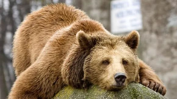 【悲報】登山中の20代男性、ヒグマに連れ去られ行方不明・・・・・