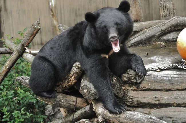 【悲報】猟友会に暴言吐いた副議長の件、知れば知るほどヤバい