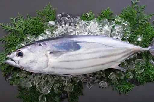 【疑問】カツオの一本釣りって意味あんの?wwwwwwwwwwwwwwww