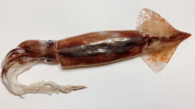 漁師「スルメイカ4倍取っていい?」水産庁「いいよ」