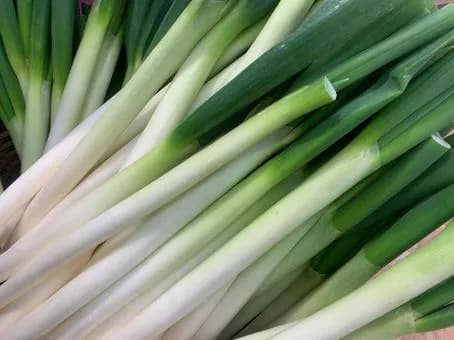 【悲報】「ネギ」がメインの料理、ないwwwwwwwwwwwwwwww