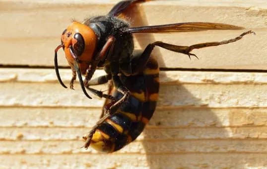 【急募】この世の生物をすべて同じサイズにしたら最強は何か?wwwwwwwwwwwwwwww