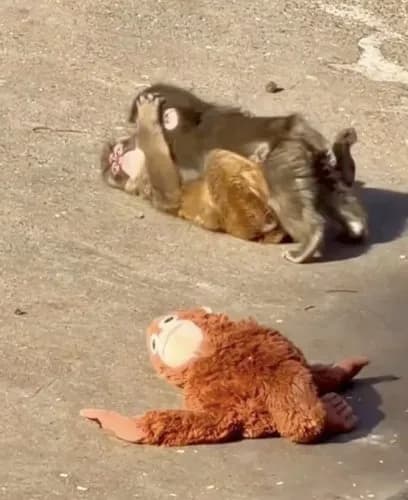 【悲報】パンチくん、ぬいぐるみを捨ててメスザルに腰をヘコヘコしてしまうwwwwwwwwww