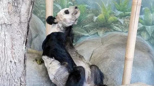 【朗報】習近平さん、友好の証としてアメリカにパンダを送ってしまうwwwwwwwwww