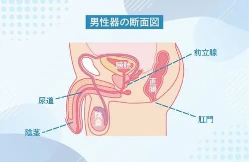 【悲報】S〇Xよりも気持ちいいことってガチで存在するんか???wwwwwwwwww