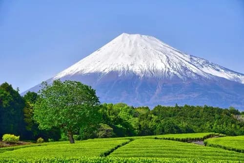 【悲報】静岡県さん、富士山がなければガチで何もない県wwwwwwwwww